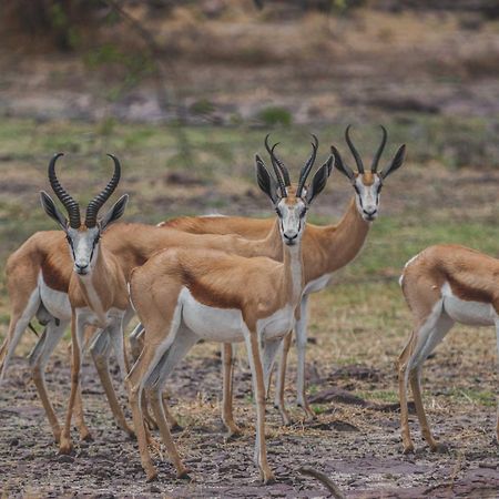 Grassland Safari Lodge Ghanzi エクステリア 写真