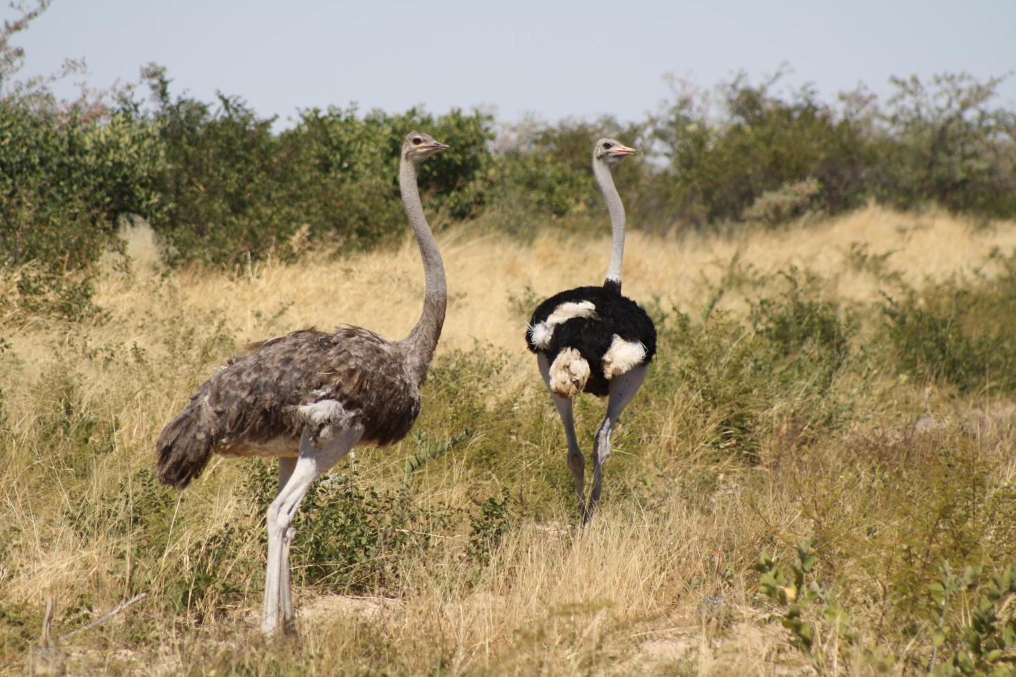 Grassland Safari Lodge Ghanzi エクステリア 写真