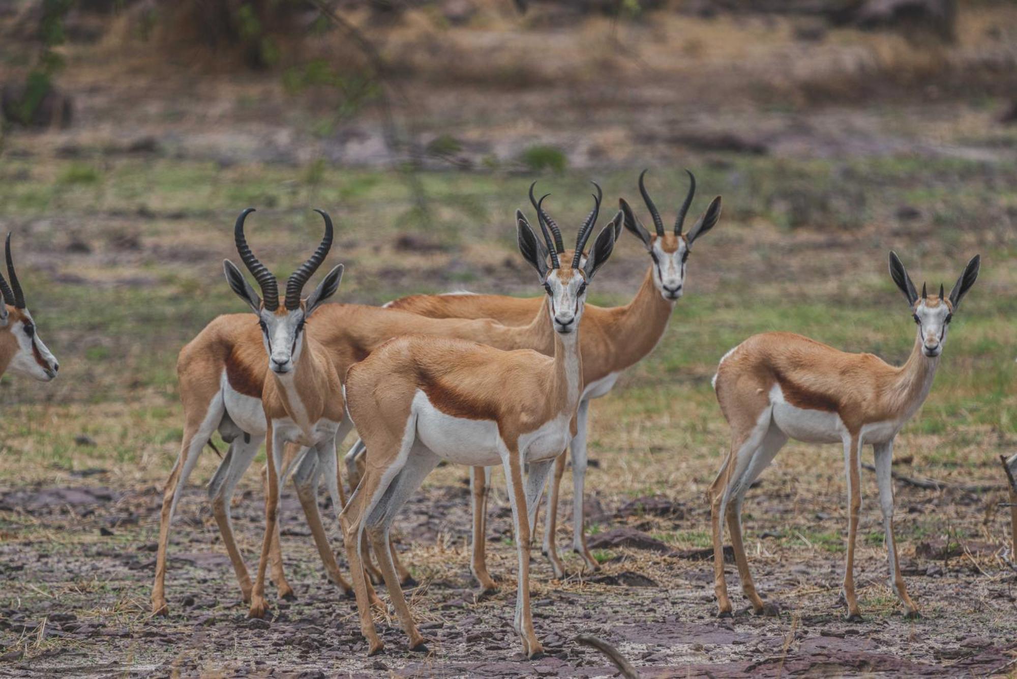 Grassland Safari Lodge Ghanzi エクステリア 写真