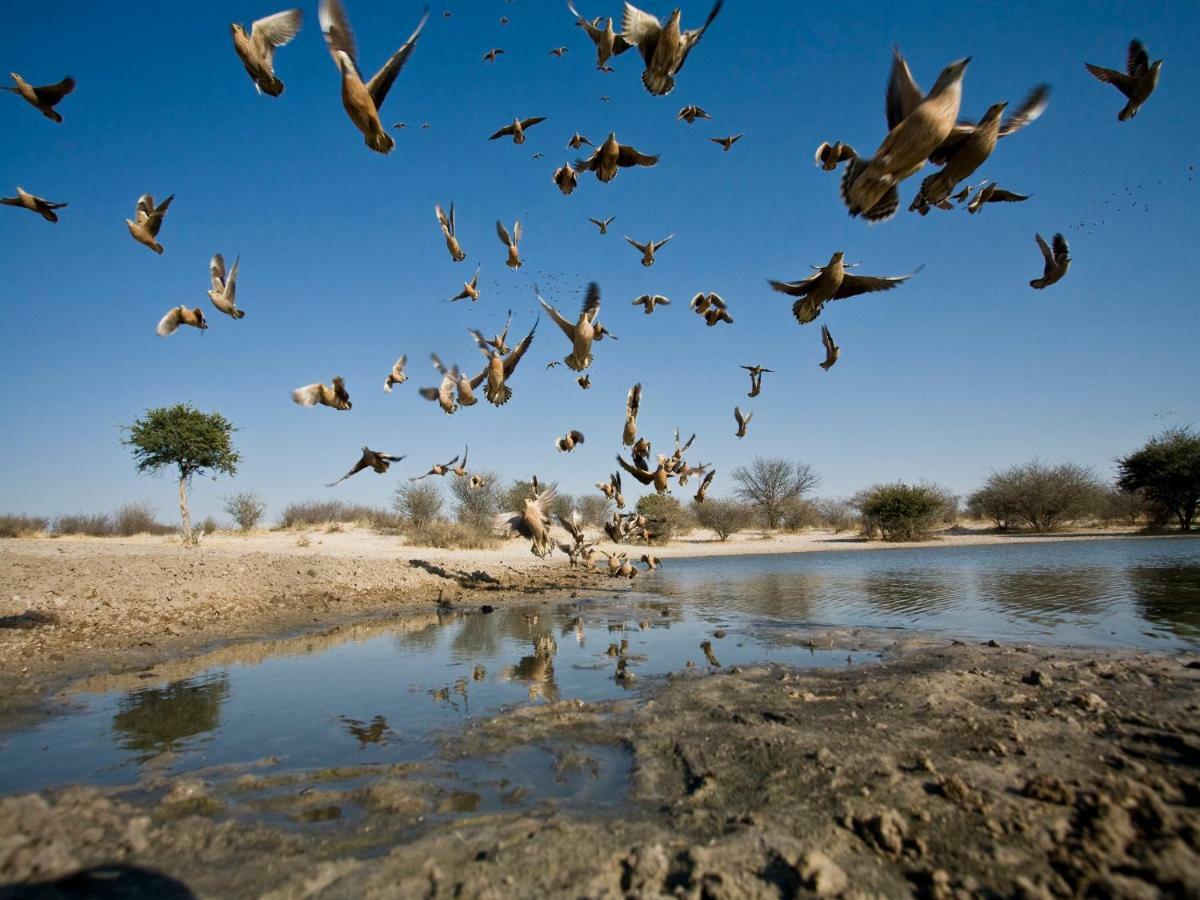Grassland Safari Lodge Ghanzi エクステリア 写真