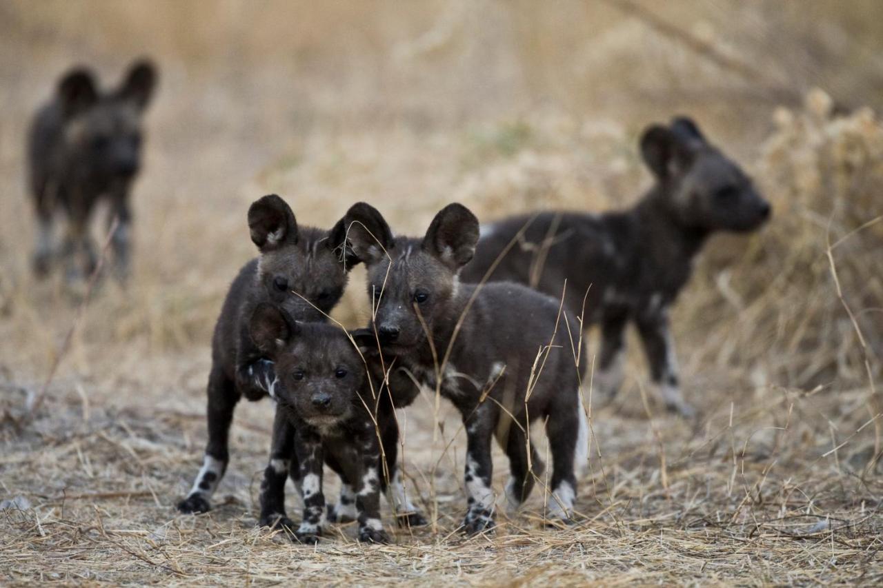 Grassland Safari Lodge Ghanzi エクステリア 写真