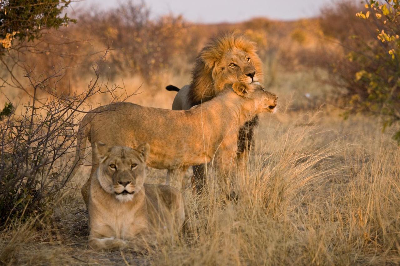 Grassland Safari Lodge Ghanzi エクステリア 写真